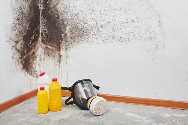 Best Mold Testing and Inspection Services in Palacios, TX
