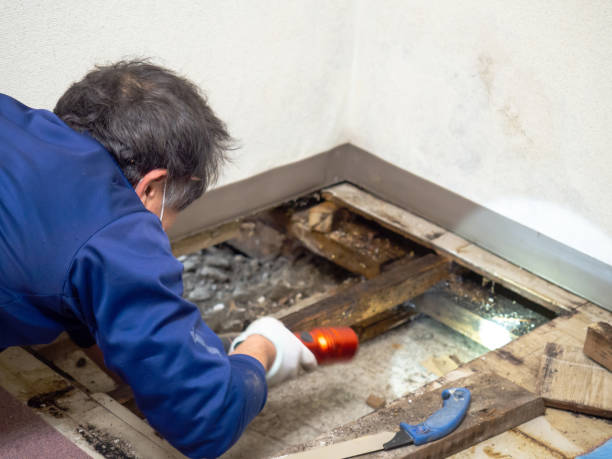 Best Attic Mold Remediation in Palacios, TX