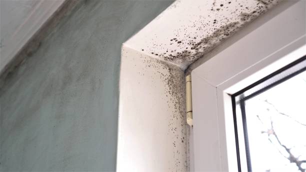 Best Attic Mold Remediation in Palacios, TX