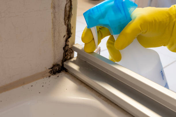 Palacios, TX Mold Remediation Company
