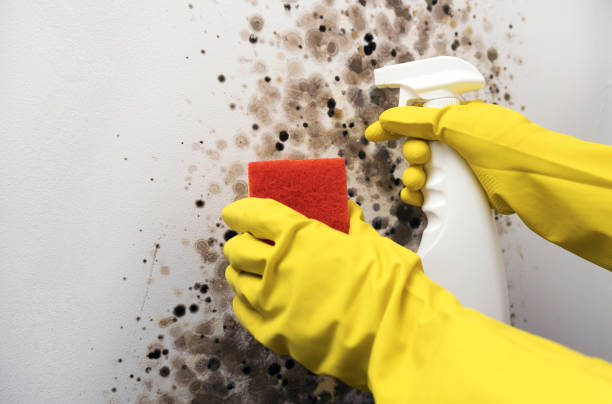 Best Industrial Mold Remediation in Palacios, TX