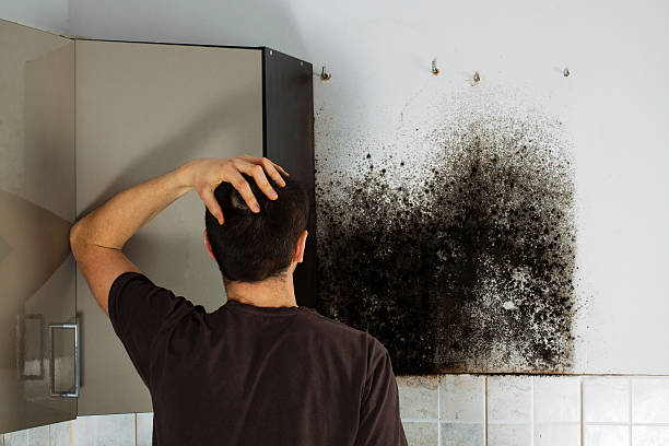 Best Post-Flood Mold Remediation in Palacios, TX