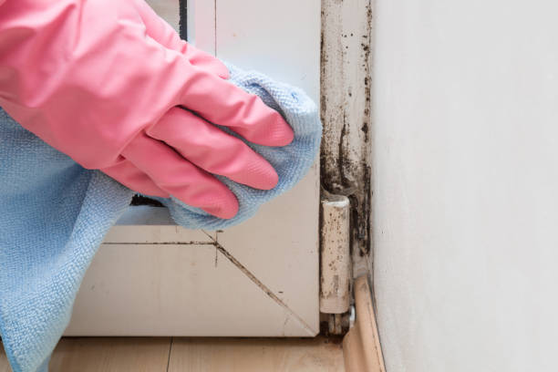 Best White Mold Remediation in Palacios, TX