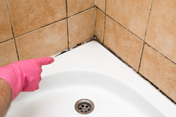Best Basement Mold Remediation in Palacios, TX