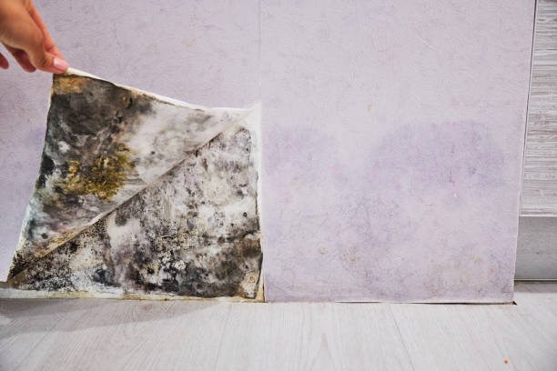 Best Black Mold Remediation in Palacios, TX